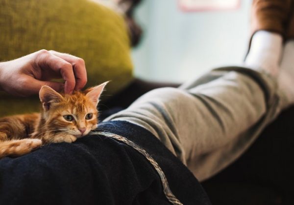 Tabby-kitten-resting-on-owner-lap[1]