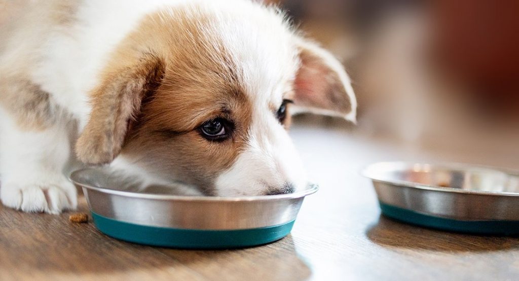 How Much Should I Feed My Puppy? Kandy Paws pet shop